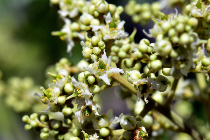 Smooth Sumac has yellowish to creamy white small flowers, somewhat showy. The flowering stem is a large branched panicle with a smooth stalk and unisexual and bisexual flowers. Note the small fruits, a drupe, developing in the photo. Rhus glabra